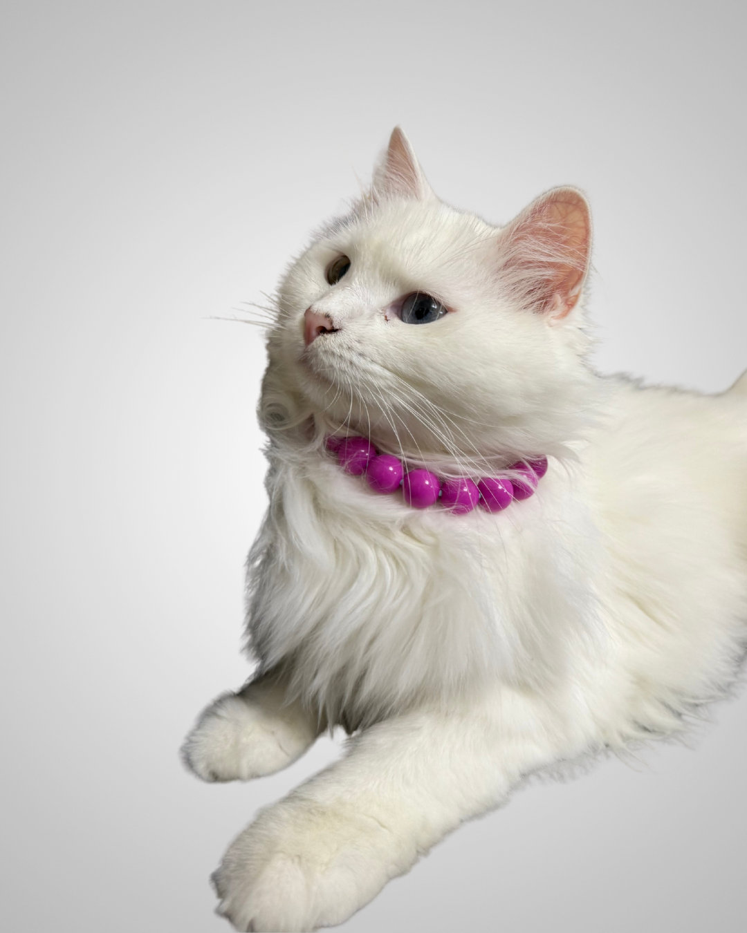 fuchsia fashion